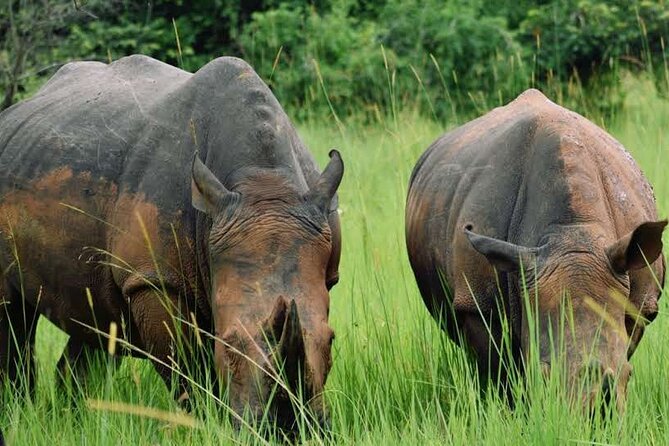 A Thrilling 1-Day Rhino Tracking Tour in Uganda - Meeting and Pickup Information