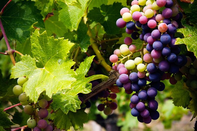 A Wine Tasting Experience in the Vineyards of the Desert - Savoring Sonoran Desert Varietals