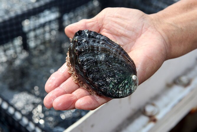 Abalone Farm Tour - Sustainable Practices in Abalone Farming