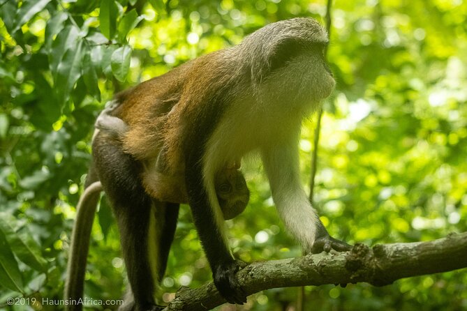 Accra: Wli Waterfalls and Tafi Monkey Sanctuary Private Day Tour - Discovering Wli Waterfalls