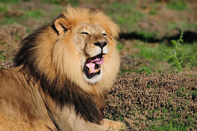 Addo Elephant Park All-Inclusive Day Safari From Port Elizabeth - Inclusions of the Experience