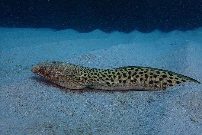Advanced PADI Diving Course - Diving Locations