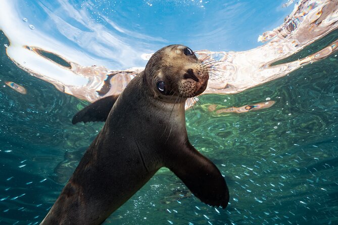 Adventure to Espiritu Santo Island: Snorkel With Sea Lions and Beach - Snorkeling With Sea Lions