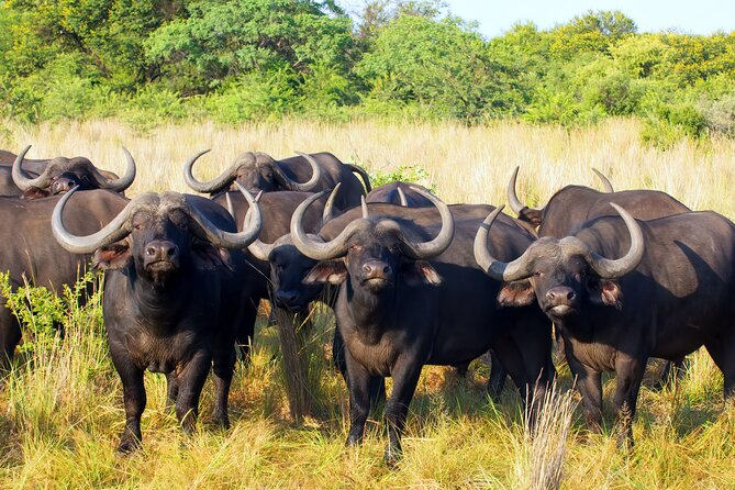Affordable 1 Day Tanzania Budget Group Join Safari to Tarangire - Whats Included in the Safari