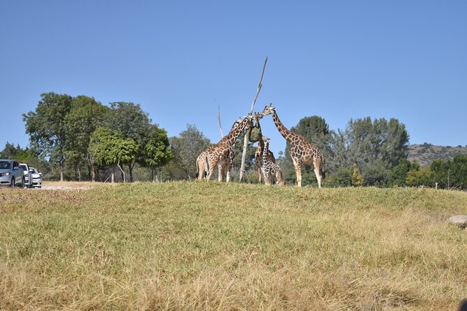 Africam Safari Experience (Private Tour) - Tour Highlights