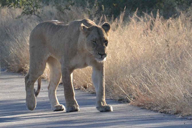 African Safari in Pilanesberg National Park - 1 Day Adventure - Whats Included