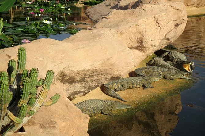 Agadir Crocoparc With Transfer & Admission Ticket - Convenient Pickup and Drop-off Options