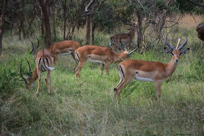 Akagera National Park - Park Activities and Experiences