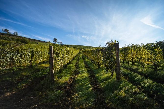 Alba Wine Tours, Private Tasting Experience Around Langhe Area. - Meeting and Pickup Details