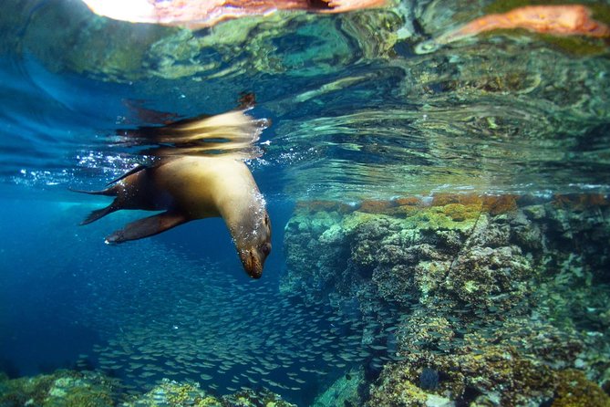 All-Inclusive Catamaran Espiritu Santo Island Tour From Los Cabos - Amenities and Inclusions