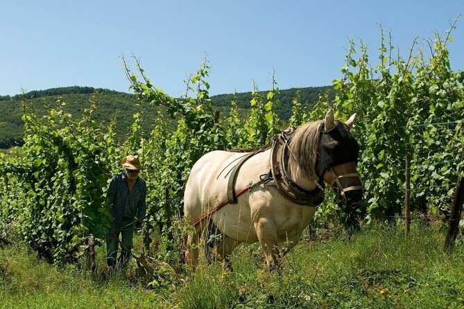 Alsace Rocks! (Visit 3 Fabulous Wineries). - Highlights of the Tour