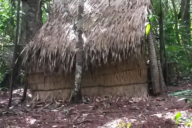 Alter Do Chão Amorim Tour - Exploring the Amazon Rainforest