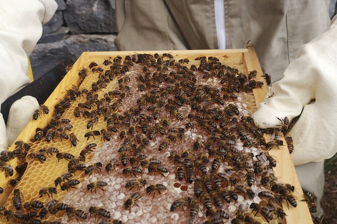 Amazing Experience With Bees, Honey and Pollen in Madeira Island - Interacting With the Beehives