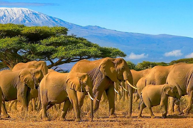 Amboseli National Park Full Day Guided Tour - Inclusions and Exclusions