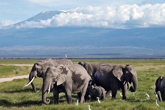 Amboseli Park & Kilimanjaro Views Day Tour - Meeting and Pickup Details
