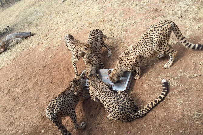 Ann Van Dyk Cheetah Centre Half-Day Tour From Johannesburg - Detailed Itinerary