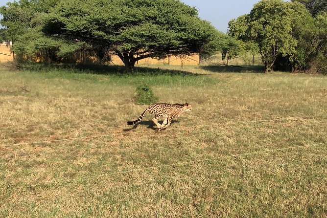 Ann Van Dyk Cheetah Centre Tour From Johannesburg or Pretoria - Pickup and Transport