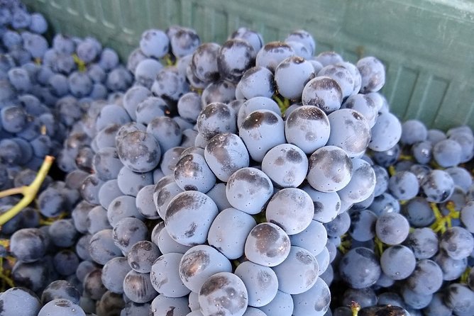 Antequera Classic Winery Tour - Pickup and Start Time