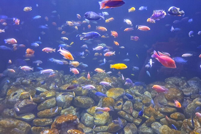 Aquario and Biopark Half-Day Tour - Meeting and Pickup
