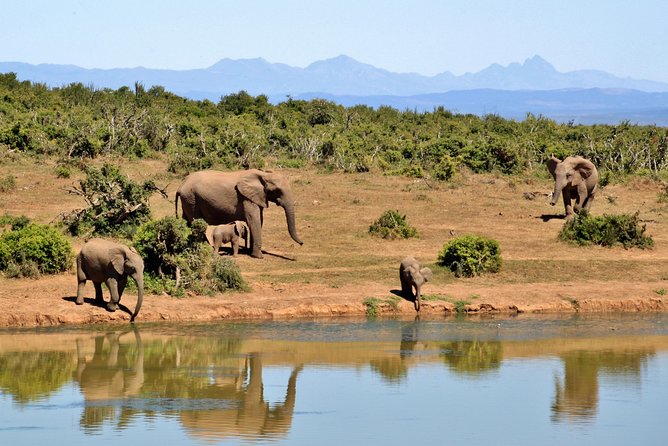 Aquila Safari Private Game Reserve Early Morning Game Drive - Game Drive Experience