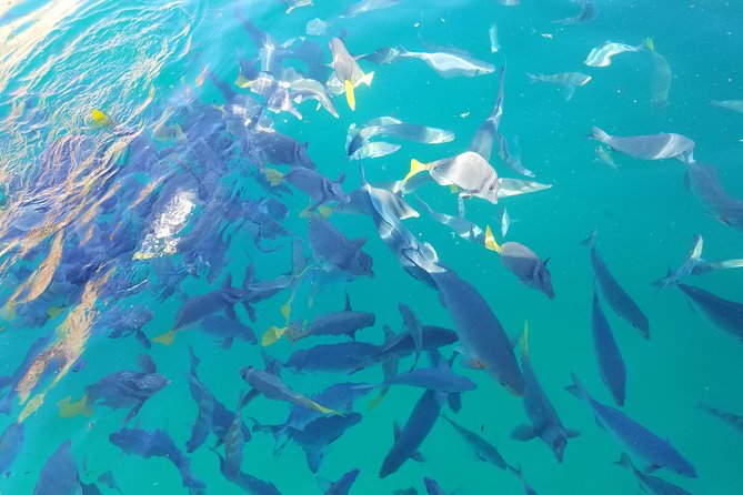 Arch Tour With Amazing Captain in Cabo San Lucas - Inclusions and Meeting Information