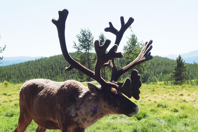 Arctic Day: Yukon Wildlife & Hot Springs Tour | Half Day - Hot Springs Relaxation