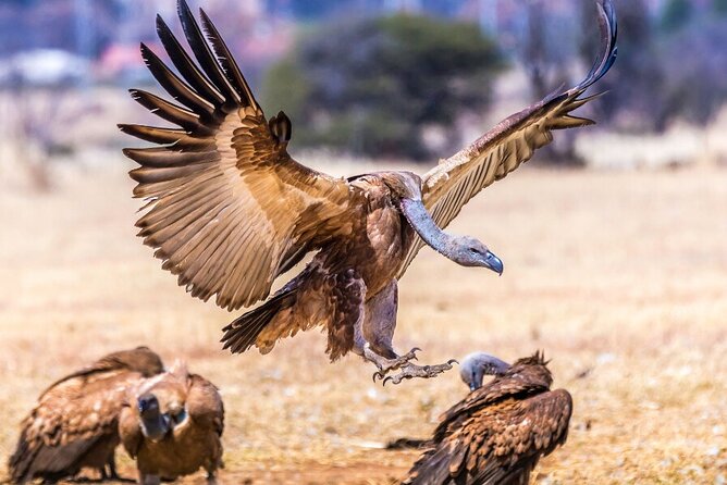 Around Gaborone Adventure - Wildlife Spotting Opportunities