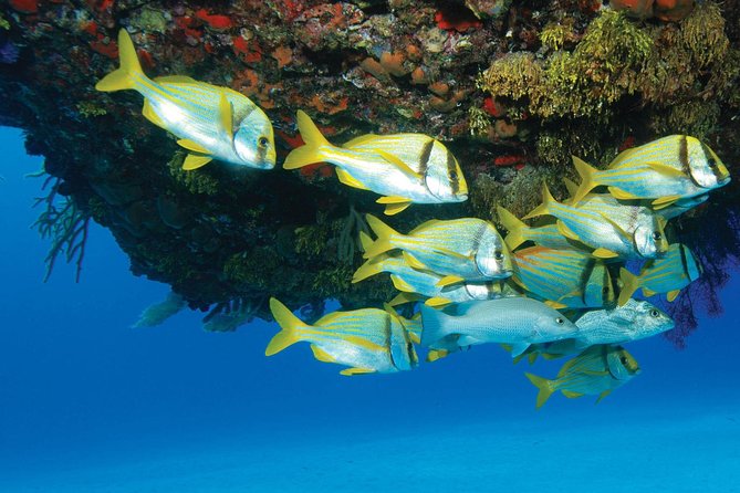 ATV Extreme and Snorkel Combo Tour From Cancun - Itinerary Details