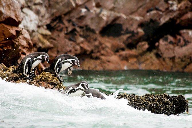 Ballestas Islands Tour for Passengers of the Puerto San Martin Cruise - Meeting and Pickup Logistics