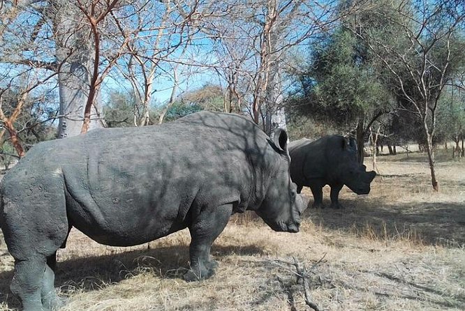 Bandia Animals Reserve Combined With the Pink Lake - Cultural Significance of Baobab Trees