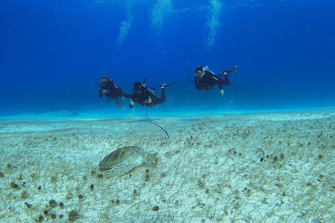 Basic Diver - Baptism - Meeting and Pickup Information