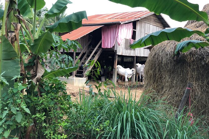 Battambang Private Afternoon Tour Bamboo Train Bat Cave & Village - Included Features