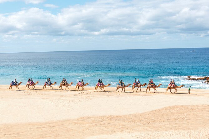 Beach Camel Ride & Encounter in Cabo by Cactus Tours Park - Activity Details