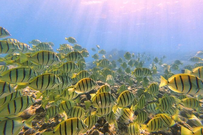 Beach Snorkel - Sea Turtle and Black Sand Lagoon - Snorkeling With Sea Turtles and Black Sand Lagoon