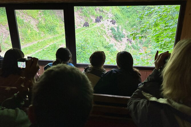 Bear Watching In Brasov: Observe Wild Bears From A Hideout - Pricing Options and Flexibility