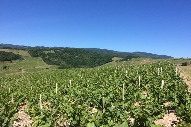 Beaujolais Wines & Castles - Private Tour - Half Day - Wines Tasted and Wineries Visited