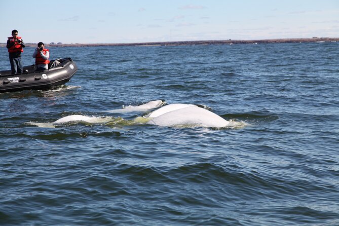 Belugas, Bears and Blooms in Churchill Manitoba - Meeting and Pickup Details
