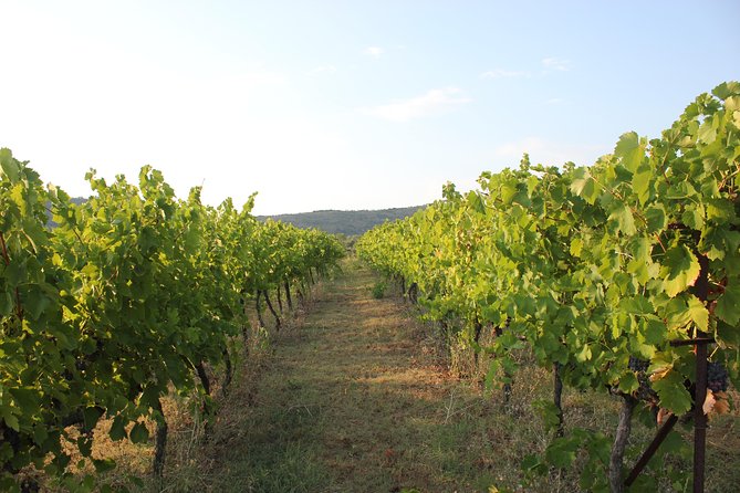 Berat Grand Wine Tasting Tour - Wineries