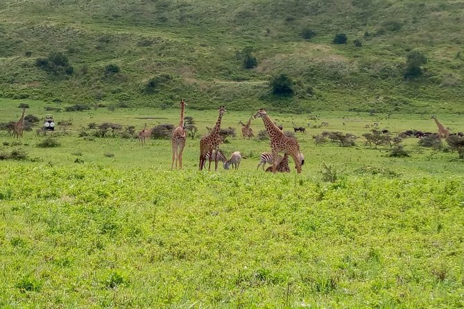 Best 3 Days Sharing Safari : Serengeti & Ngorongoro /2025 - Safari Activities and Experiences