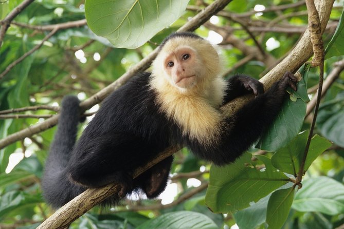 Best of Costa Rica 12D/11N Vacation Package - Relax in Manuel Antonio