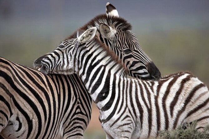 Big 5 Aquila Safari Half Day Tour and Wine Tasting - Meeting and Pickup