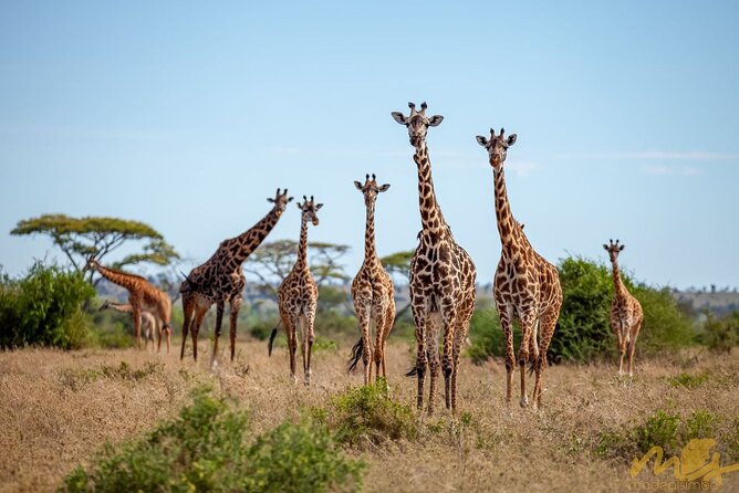 Big Five Classic Safari in Tanzania **Sustainable Travel Approach - Pricing and Booking