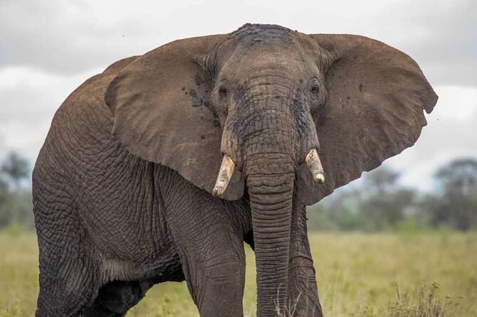 Big Five Luxury Safari in Tanzania - Detailed Itinerary