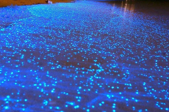 Bioluminescent Night Tour - Inclusions and Pickup Details