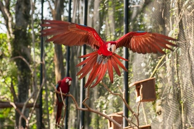 Bird Park & Iguassu Brazilian Side From Puerto Iguazú Hotels - Private Tour - Meeting and Pickup Information