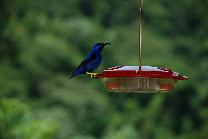 Bird Watching and Waterfall Adventure on the Caribbean Coast - Meeting and Pickup