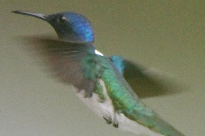 Bird-Watching and Wildlife Tour - Highlights of the Tour