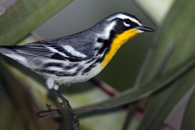 Bird Watching Ecofriendly Tour From Cancun & Riviera Maya - Health and Safety Measures