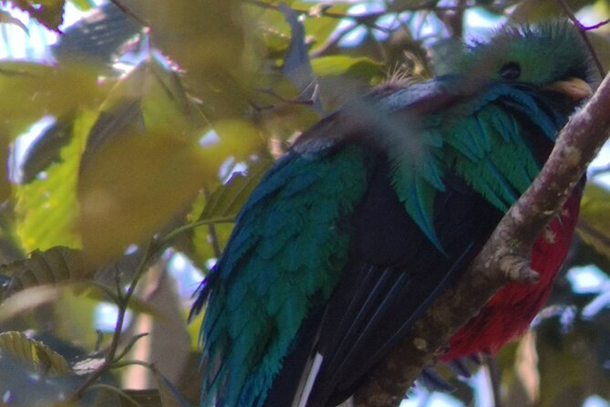 Bird Watching in San Gerardo De Dota From San Jose/Alajuela - Highlights of Bird Watching Tour