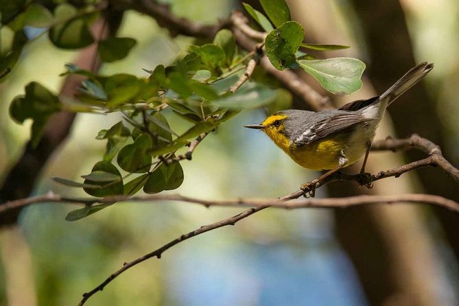 Bird Watching Tour in St Lucia - Itinerary